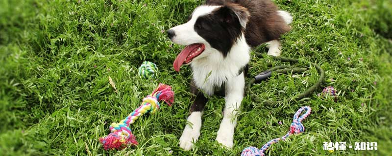 宠物犬种类养 什么狗比较好