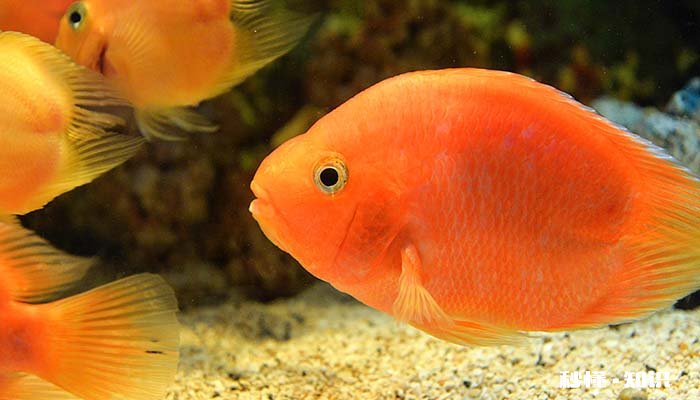 鹦鹉鱼吃什么 人工养殖鹦鹉鱼需要注意什么
