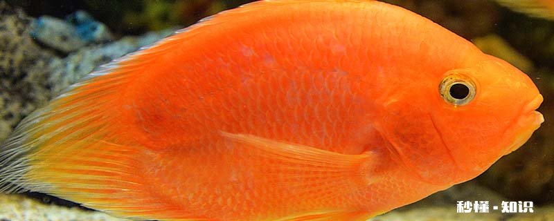 鹦鹉鱼吃什么 人工养殖鹦鹉鱼需要注意什么