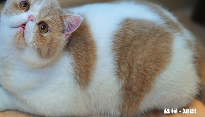 猫咪闻到脚臭后为什么会张开嘴 为什么猫咪喜欢脚臭