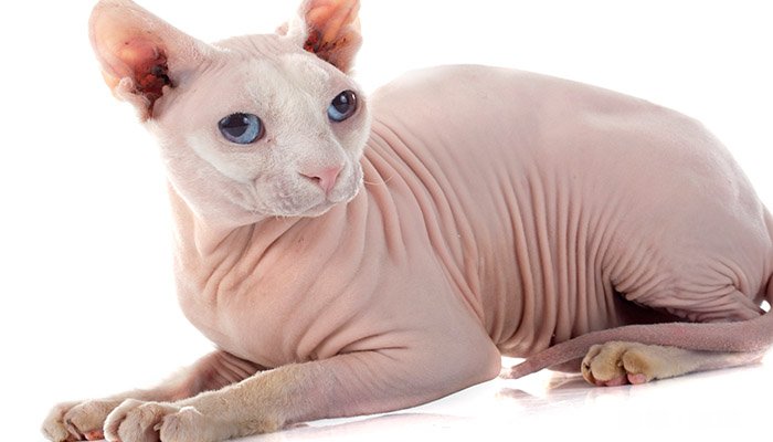 纯种猫和非纯种猫区别 什么是纯种猫