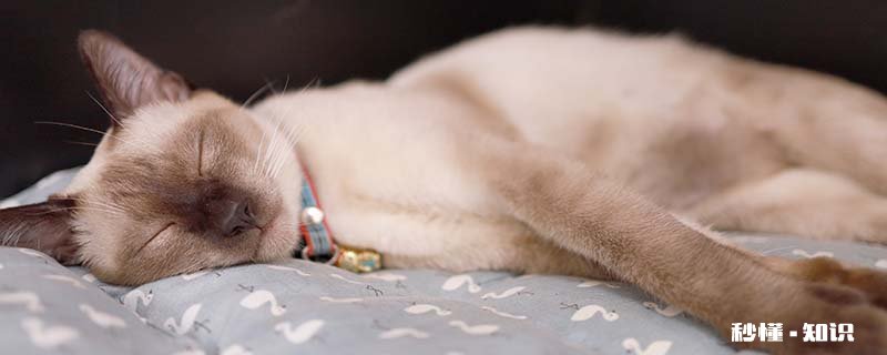 纯种猫和非纯种猫区别 什么是纯种猫