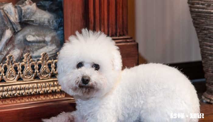 比熊标准体型多大 比熊日常饲养有什么注意事项