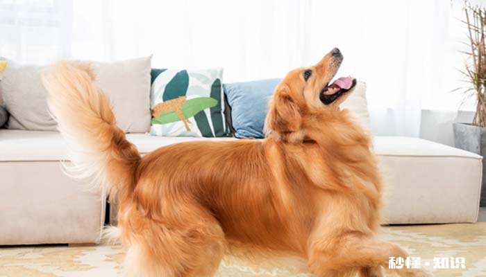 金毛犬怎么训练 金毛犬的特点是什么