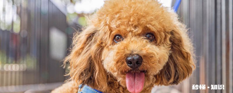 能直接喂狗狗喝人奶吗 狗狗可以吃人类什么食物