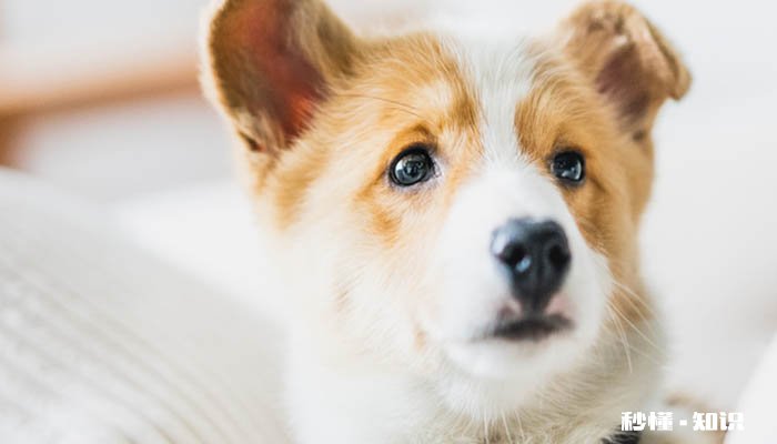 能直接喂狗狗喝人奶吗 狗狗可以吃人类什么食物