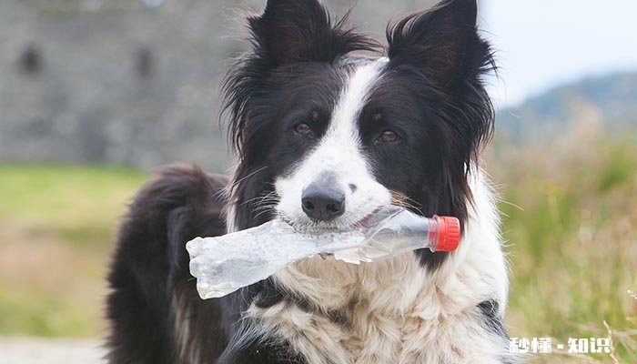 夏天给狗狗剃光毛有助于狗狗降温吗 狗狗剃光毛的危害有什么