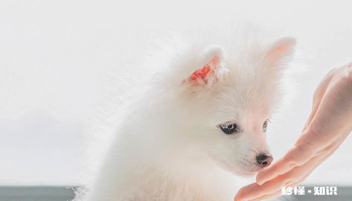 小狗能吃香蕉吗 小狗应该吃什么