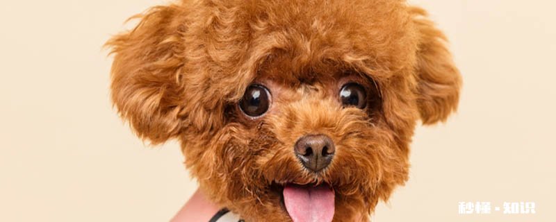 小狗能吃香蕉吗 小狗应该吃什么