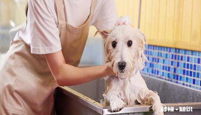 狗狗长螨虫的症状 狗狗长螨虫的原因