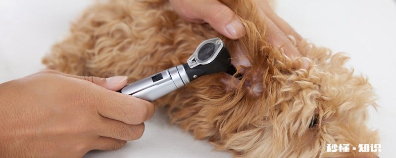 狗狗长螨虫的症状 狗狗长螨虫的原因