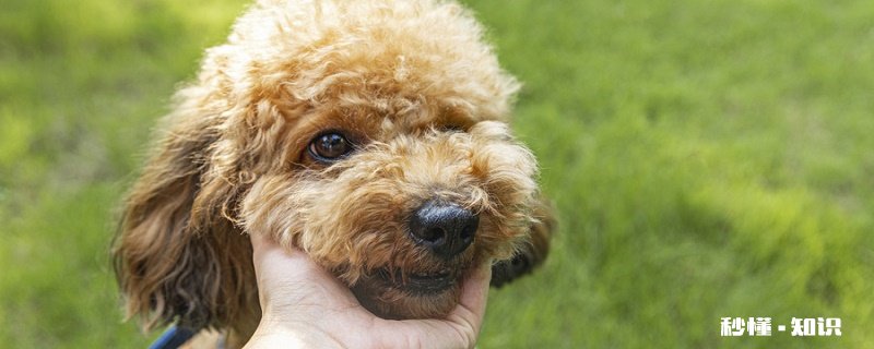 狗狗结石 引起狗狗结石的原因