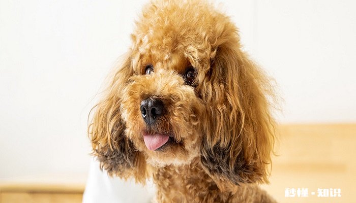 狗狗结石 引起狗狗结石的原因