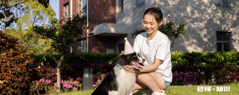 边境牧羊犬性格 边境牧羊犬的智商