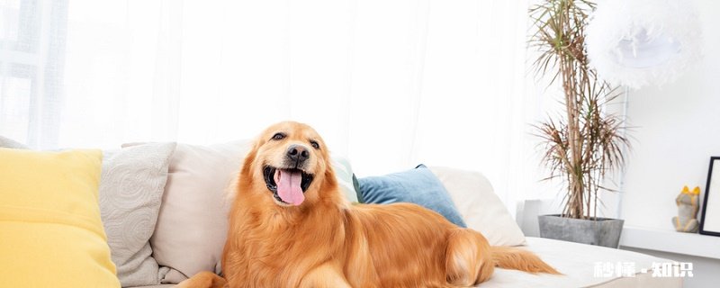 小狗拉稀怎么办 小狗拉稀原因