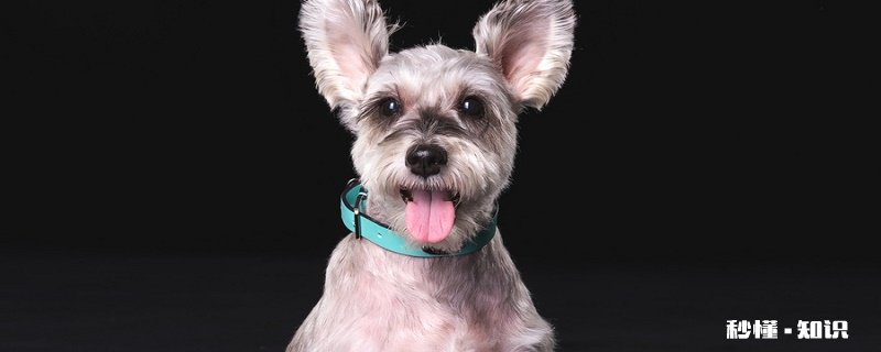 狗瘟是什么 狗瘟症状