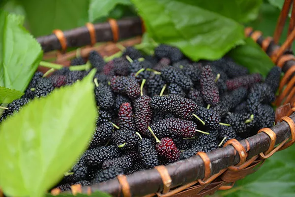 决明子泡水喝的禁忌 决明子泡水喝有哪些注意事项