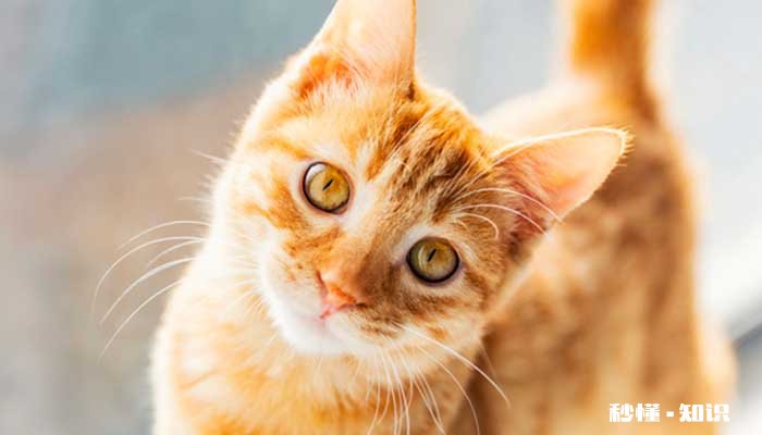 猫咪恨主人的十种表现 猫咪应该如何喂养