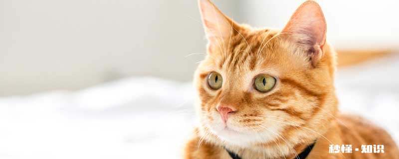 猫咪恨主人的十种表现 猫咪应该如何喂养