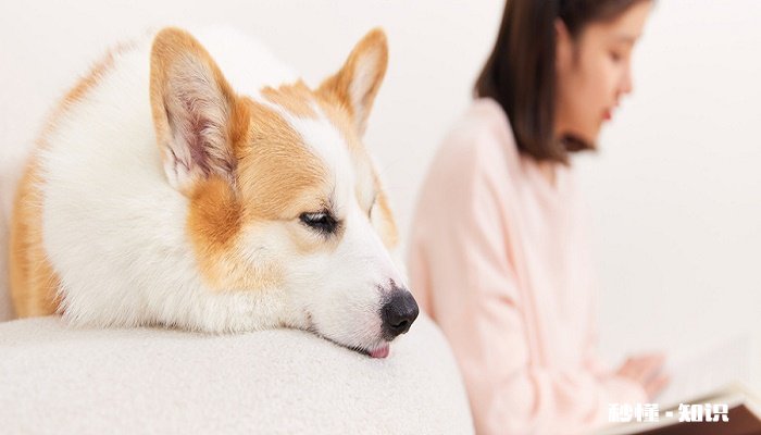 犬瘟病吃什么药 犬瘟用什么消毒