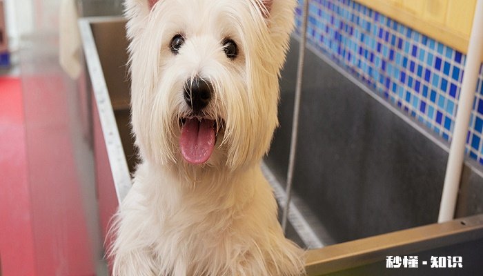 狗吃人吃的东西会怎么样 狗狗喂食技巧