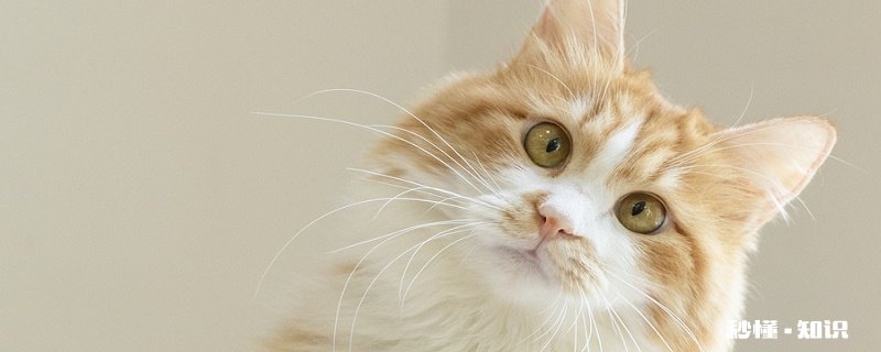 母猫要做绝育吗 猫咪发情期能绝育吗