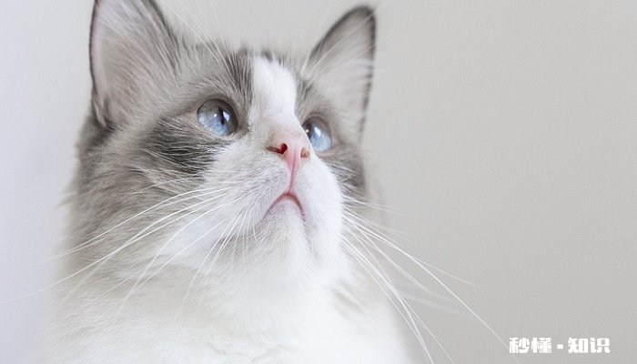 母猫要做绝育吗 猫咪发情期能绝育吗