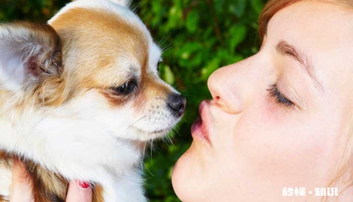 吉娃娃的性格与特点 养吉娃娃应注意哪些事项