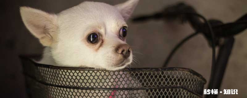 吉娃娃的性格与特点 养吉娃娃应注意哪些事项