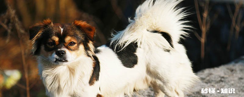 蝴蝶犬好养吗 饲养蝴蝶犬要注意什么