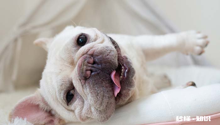 细小怎么治疗 狗狗得了细小是什么症状