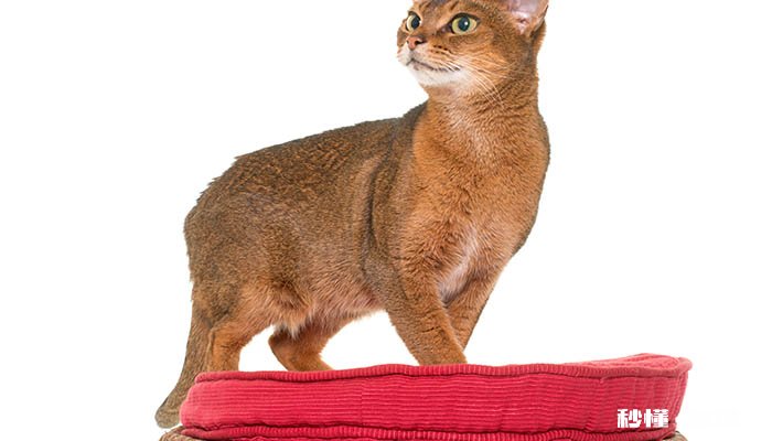 双瞳异色猫原因 猫咪怎么养才能健康