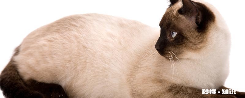 双瞳异色猫原因 猫咪怎么养才能健康