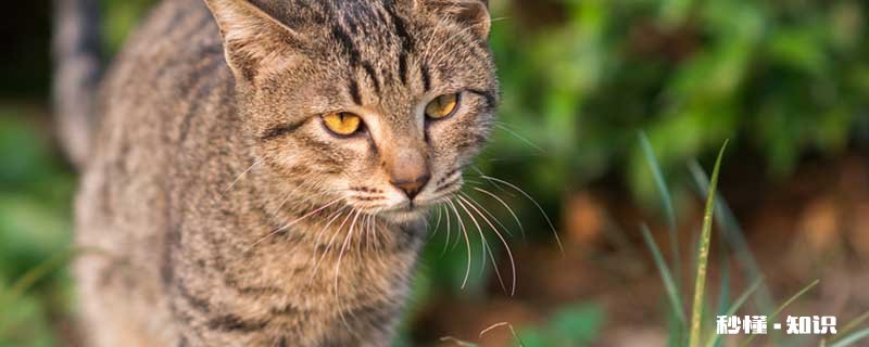 家猫的寿命多少年 家猫和宠物猫的区别是什么