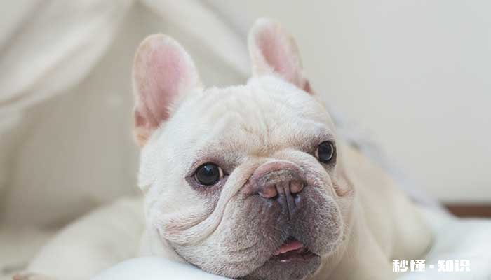 牛头梗性格特点 饲养牛头梗的注意事项有哪些