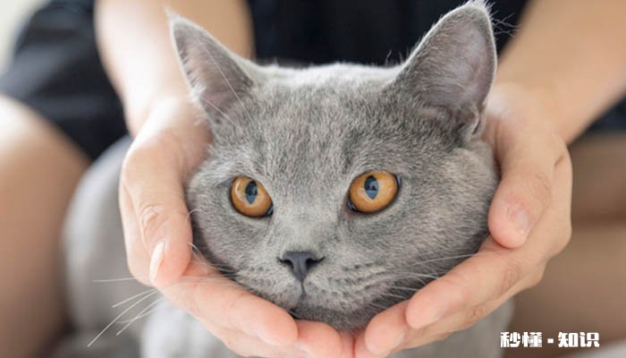 猫咪可以吃巧克力吗 猫咪吃了一点点巧克力怎么办