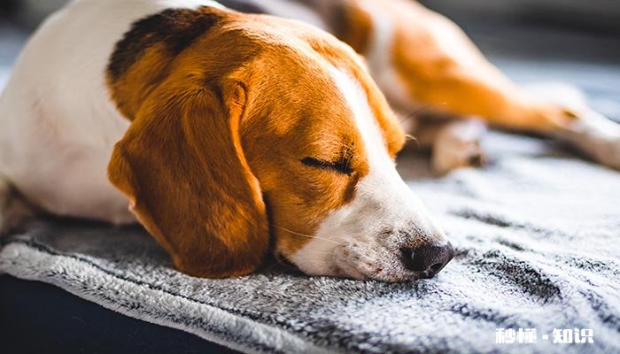 狗交配的时候为什么拔不出来 狗配种需要注意什么