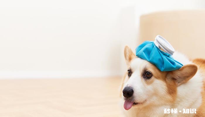 小狗狗咳嗽怎么办 狗狗在咳嗽时需要注意什么