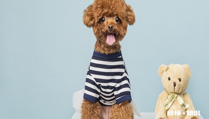 狗狗被传染了支气管炎 狗狗支气管炎治疗与预防