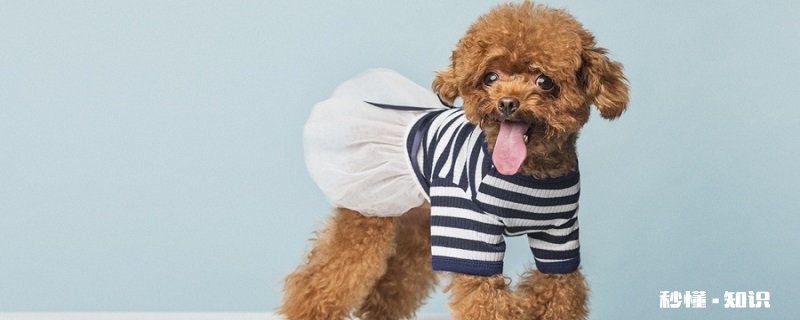 自制泰迪狗粮 泰迪狗粮喂养知识