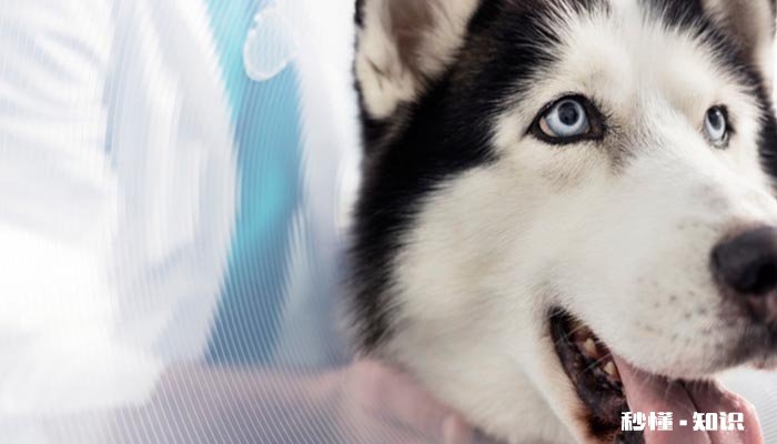 阿拉斯加和哈士奇的区别 阿拉斯加犬和哈士奇哪个好养