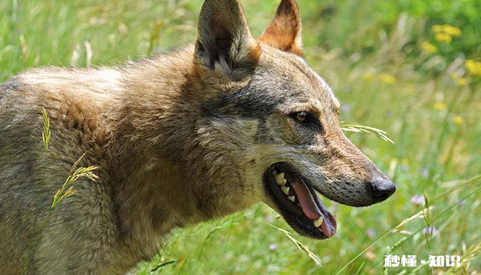 狼青的缺点 狼青主要的优点是什么