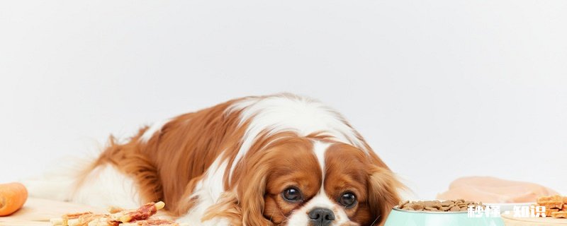 狗为什么不可以吃巧克力 狗狗吃巧克力中毒怎么办