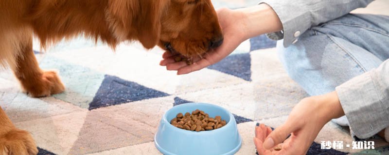 狗粮怎么给狗狗吃 狗粮需要泡水后再喂狗吗