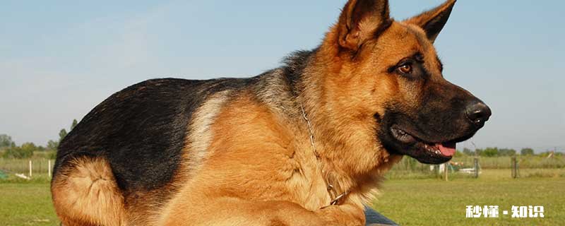 德牧趴蹄有什么影响 德牧趴蹄怎么办