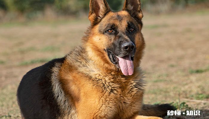 德牧趴蹄有什么影响 德牧趴蹄怎么办