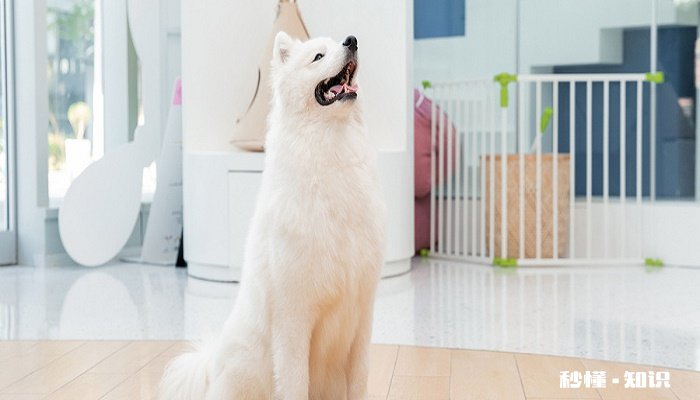 狗瘟的症状 怎样预防狗瘟