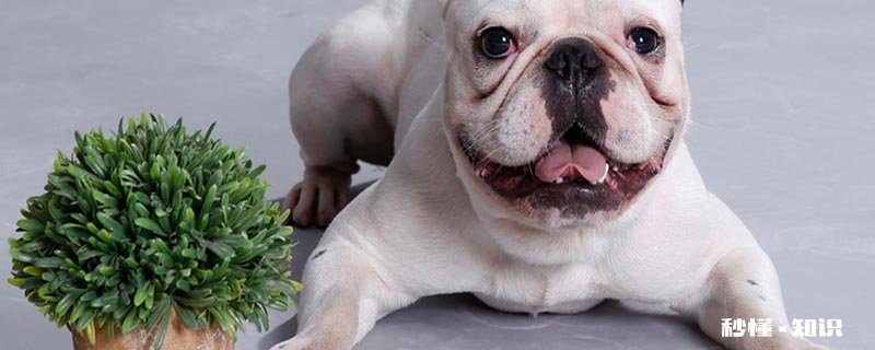 狗狗被卡到有什么症状 狗异物卡住喉咙急救方式是什么