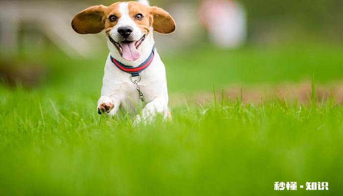 狗狗被卡到有什么症状 狗异物卡住喉咙急救方式是什么