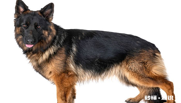 德牧趴蹄是什么意思 造成德国牧羊犬趴蹄的原因